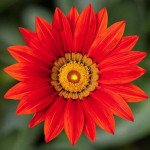 Газания Кисс F1 красная (red) /100 семян/ *Syngenta*