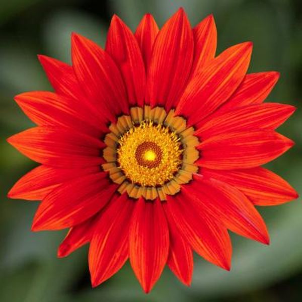 Насіння газанії Кісс F1 червона (red) /100 насінин/ *Syngenta*