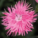Гвоздика Супра F1 розовая (pink) /100 семян/ *Hem Genetics*