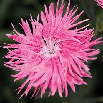 Гвоздика Супра F1 рожева (pink) /100 насінин/ *Hem Genetics*