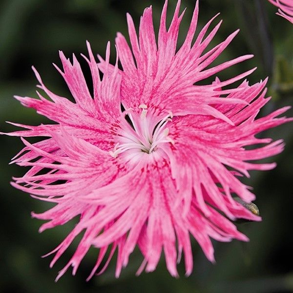 Насіння гвоздики Супра F1 рожева (pink) /100 насінин/ *Hem Genetics*