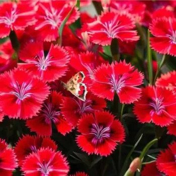 Гвоздика травянка Диамант скарлет (scarlet) /5 г/ *W.Legutko*