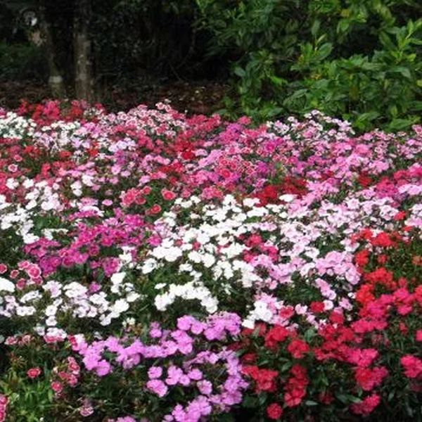 Семена гвоздики травянка Диамант смесь (mix) /5 г/ *W.Legutko*