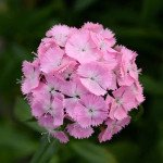 Гвоздика Світ F1 рожева (pink) /100 насінин (драже)/ *Pan American*