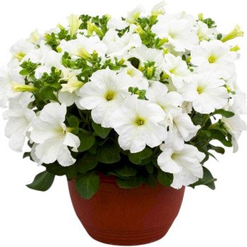 Петунія Призма F1 біла (white) /1000 насінин/ *Floranova*