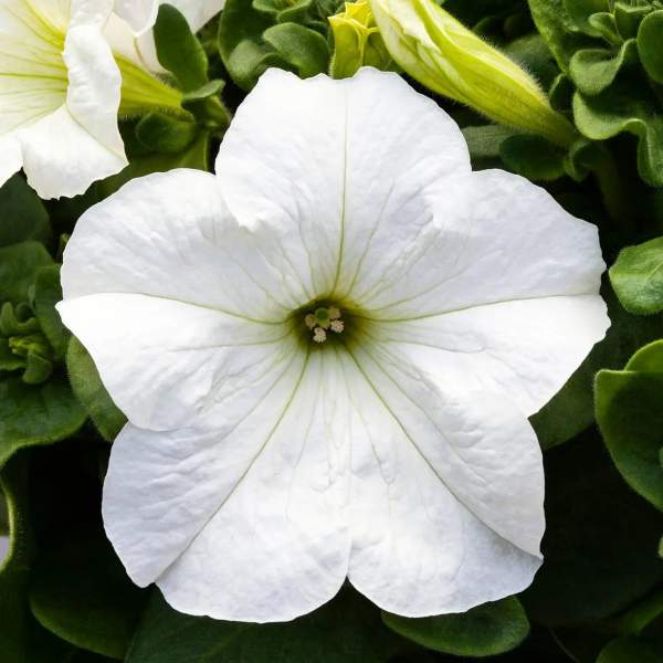 Насіння петунії Призма F1 біла (white) /500 насінин/ *Floranova*