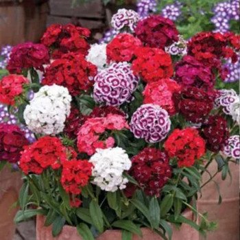 Гвоздика Самертайм суміш (mix) /5 г/ *Hem Genetics*