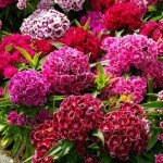 Гвоздика Турецька суміш (mix) /10 г/ *Hem Genetics*