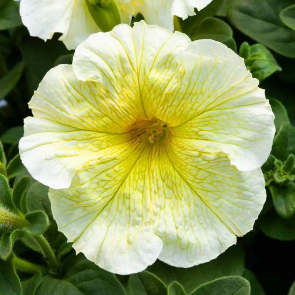 Насіння петунії Призма F1 саншайн (sunshine) /500 насінин/ *Floranova*