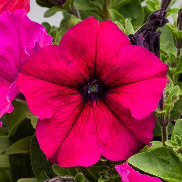Насіння петунії Призма F1 рубі (ruby) /500 насінин/ *Floranova*