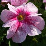 Петунія Призма F1 малинове морозиво (raspberry sundae) /500 насінин/ *Floranova*