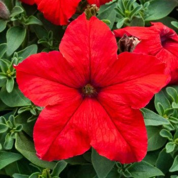 Петунія Призма F1 червона (red) /500 насінин/ *Floranova*