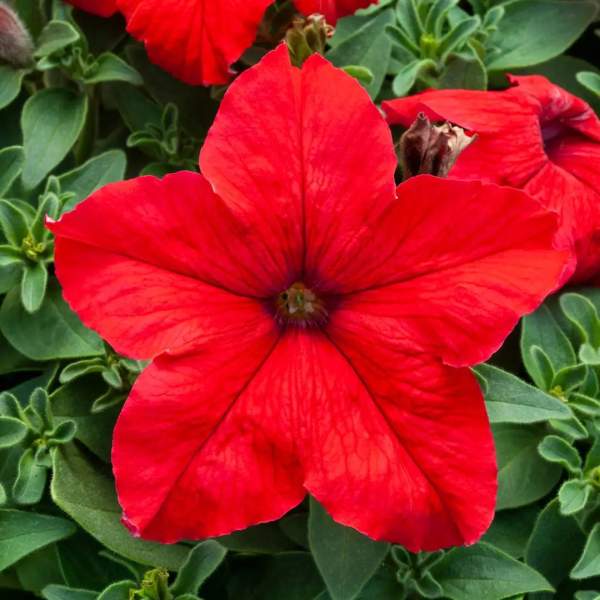 Насіння петунії Призма F1 червона (red) /500 насінин/ *Floranova*