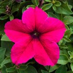 Петунія Призма F1 темно-рожева (deep rose) /500 насінин/ *Floranova*