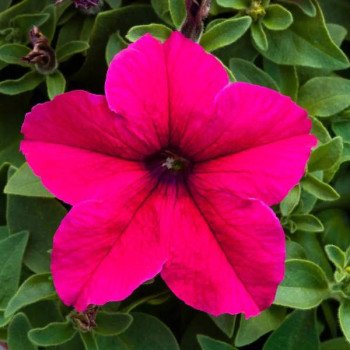 Петунія Призма F1 темно-рожева (deep rose) /500 насінин/ *Floranova*