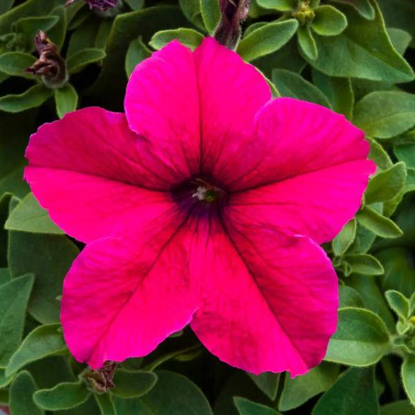 Семена петунии Призма F1 темно-розовая (deep rose) /500 семян/ *Floranova*