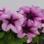 Петунія Призма F1 чорничне морозиво (blueberry sundae) /500 насінин/ *Floranova*