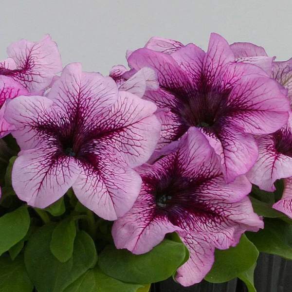 Семена петунии Призма F1 черничное мороженое (blueberry sundae) /500 семян/ *Floranova*