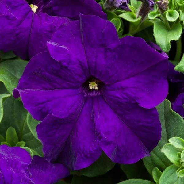 Насіння петунії Призма F1 синя (blue) /500 насінин/ *Floranova*