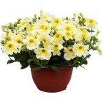 Петунія Призма F1 саншайн (sunshine) /1000 насінин/ *Floranova*