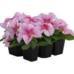 Петунія Призма F1 малинове морозиво (raspberry sundae) /1000 насінин/ *Floranova*