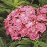 Гвоздика Барбаріні F1 лососева (salmon) /100 насінин/ *Syngenta*