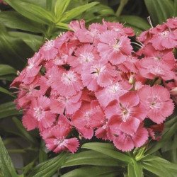 Гвоздика Барбаріні F1 лососева (salmon) /100 насінин/ *Syngenta*