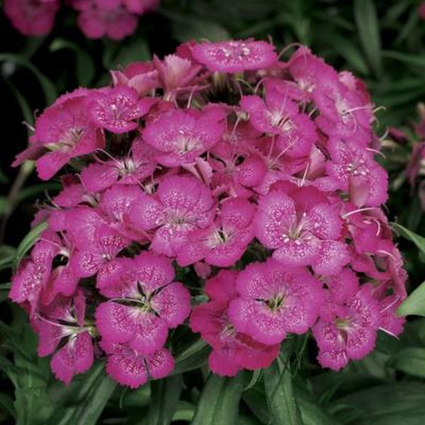 Насіння гвоздики Барбаріні F1 лілак (lilac) /100 насінин/ *Syngenta*