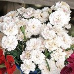 Гвоздика Династия F1 вайт блаш (white blush) /100 семян/ *Pan American*