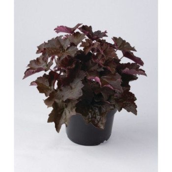 Гейхера Пурпурный Дворец (Palace Purple) /200 семян (драже)/ *Pan American*