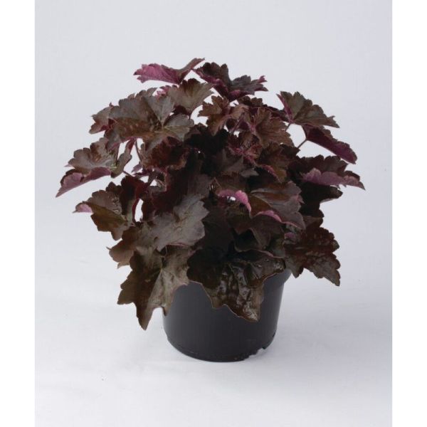 Семена гейхеры Пурпурный Дворец (Palace Purple) /200 семян (драже)/ *Pan American*