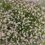 Гипсофила Гипси пинк (pink) /50 мультидраже/ *Sakata*