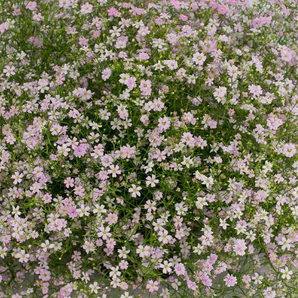 Насіння гіпсофіли Гіпсі пінк (pink) /50 мультидраже/ *Sakata*