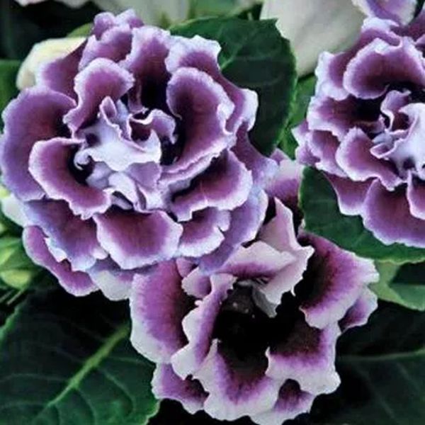 Семена глоксинии Брокад F1 бело-синяя (white-blue) /100 семян (драже)/ *Sakata*