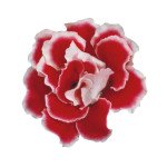 Глоксиния Брокад F1 красно-белая (red and white) /100 семян (драже)/ *Sakata*