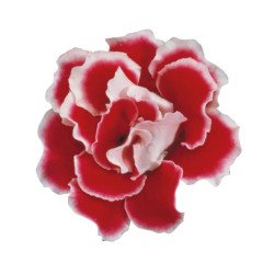 Глоксиния Брокад F1 красно-белая (red and white) /100 семян (драже)/ *Sakata*