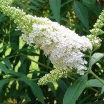 Будлея Давида біла (white) /0,1 г/ *W.Legutko*