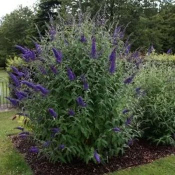 Будлея Давида фіолетово-синя /0,1 г/ *W.Legutko*