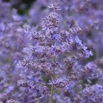 Перовския Компакт Блусет (Compact Bluesette) /50 семян/ *Pan American*