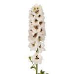 Дельфініум Дельфіна біла з чорним вічком (white black bee) /100 насінин/ *Syngenta*