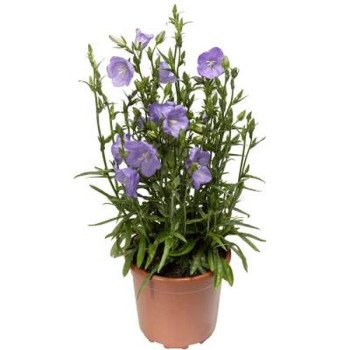 Колокольчик Эрлион темно-синий (blue) /100 семян/ *Syngenta*