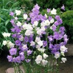 Дзвоники середні блакитні /3 г/ *W.Legutko*