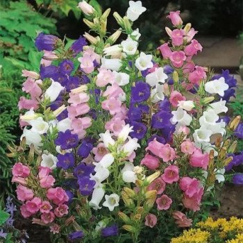 Колокольчики средние карминово-розовые /3 г/ *W.Legutko*