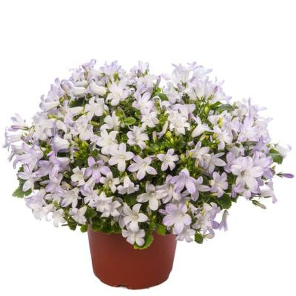 Семена колокольчика Клоквайз F1 вайт блаш (white blush) /100 семян/ *Syngenta*