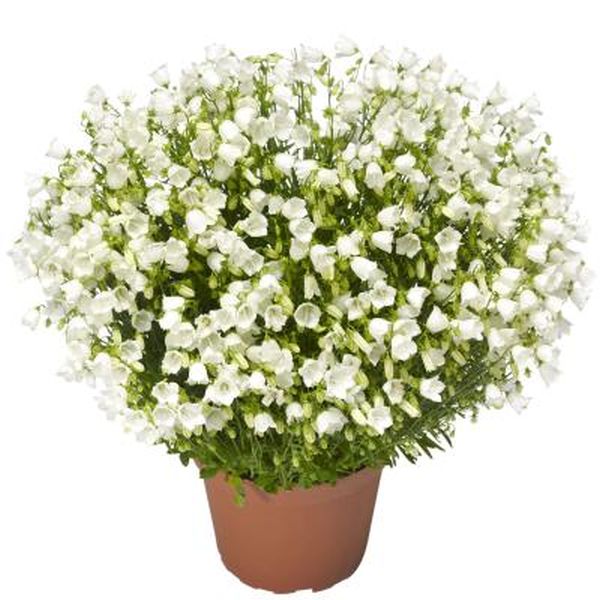 Семена колокольчика Свингинг Беллс белый (white) /100 семян/ *Syngenta*