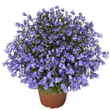 Колокольчик Свингинг Беллс синий (blue) /100 семян/ *Syngenta*