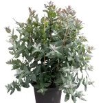 Эвкалипт Стайикс /100 семян/ *Benary*