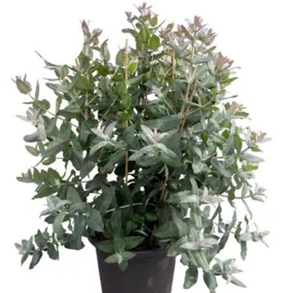 Насіння евкаліпта Стайікс /100 насінин/ *Benary*