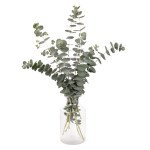 Эвкалипт Беби Блу /100 семян/ *Benary*