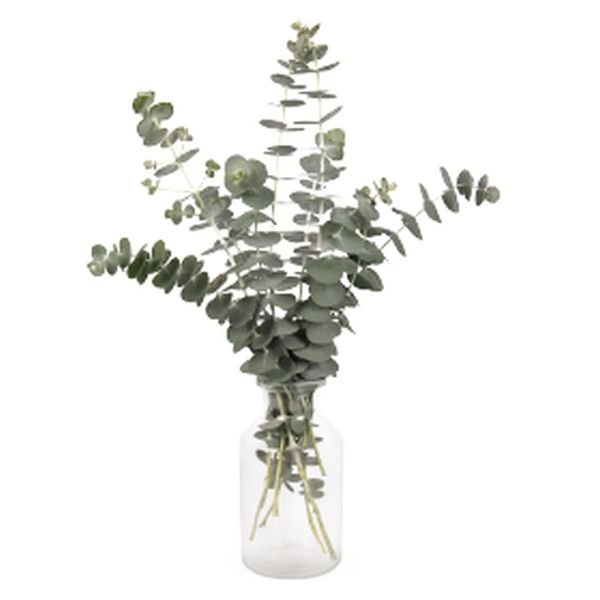 Насіння евкаліпта Бебі Блу /100 насінин/ *Benary*